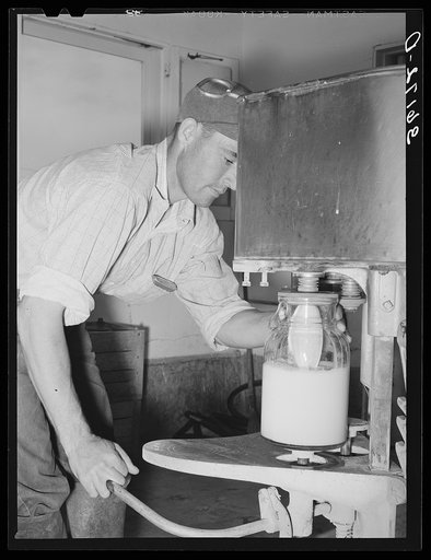 Member filling gallon bottles of milk at the dairy of the Arizona part-time farms. Maricopa County, Arizona