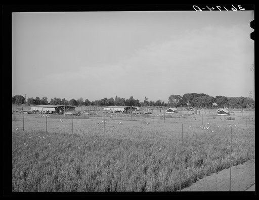 Chicken yard and poultry shelters at the Arizona part-time farms. Maricopa County, Arizona