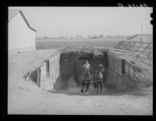 Member of the Arizona part-time farms hauling silage from trench silo on the farms. Maricopa County, Arizona