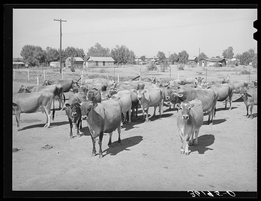 Part of the fine dairy herd at the Arizona part-time farms. Maricopa County, Arizona