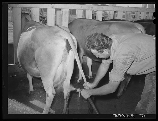Untitled photo, possibly related to: Member of the Arizona part-time farms milking. Chandler Unit, Maricopa County, Arizona