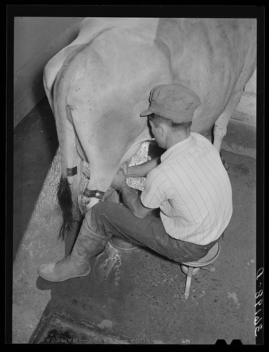 Member of the Arizona part-time farm milking. Maricopa County, Arizona