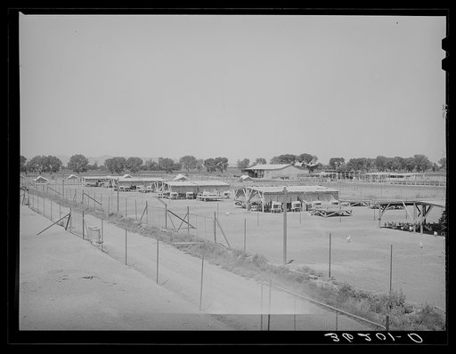 Poultry yard and houses at the Arizona part-time farms. Maricopa County, Arizona