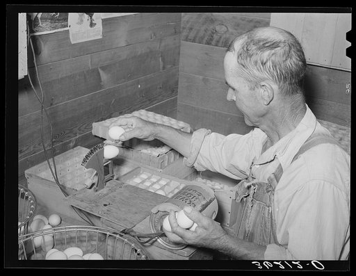 Untitled photo, possibly related to: Weighing eggs for grading purposes at the Arizona part-time farms. Maricopa County, Arizona