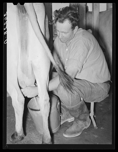 Member of the Arizona part-time farms milking. Chandler Unit, Maricopa County, Arizona