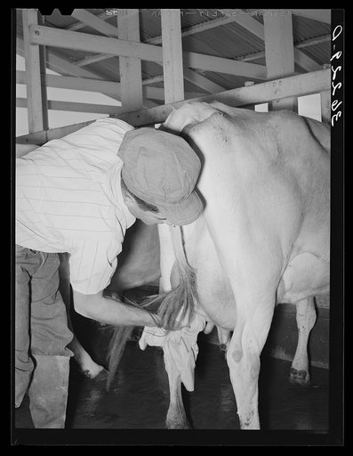 Member drying the cow's bag after washing before milking. Arizona part-time farms, Chandler Unit, Maricopa County, Arizona