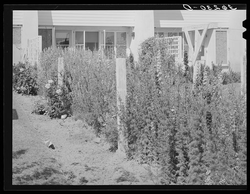 Backyard of apartment house at the Arizona part-time farms. Chandler Unit. Maricopa County, Arizona