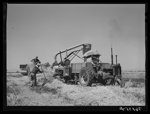 Combined hay picker-upper and chopper developed by members of the Casa Grande Valley Farms, Pinal County, Arizona, with the aid of Mr. Walton, FSA (Farm Security Administration) regional farm supervisor. After hay is chopped, it is loaded into a truck which drives by the side of the chopper and is t