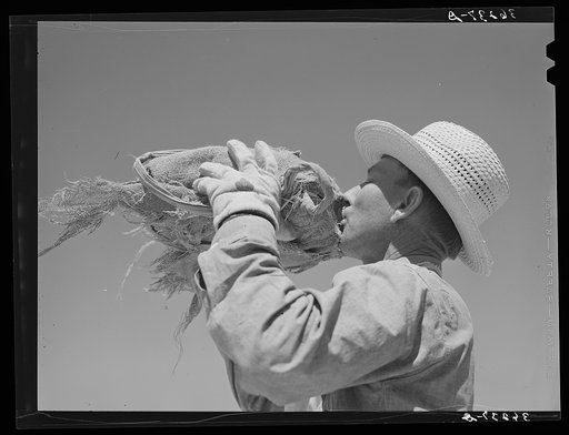 Member of the Casa Grande Valley Farms, Pinal County, Arizona, drinking from water bottle while in the hay field