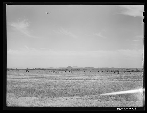 Untitled photo, possibly related to: Range cattle at the Casa Grande Valley Farms. Pinal County, Arizona