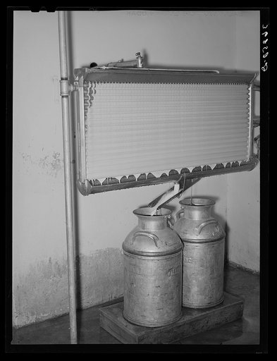 Milk running over the cooking coils into cans at the Casa Grande Valley Farms. Pinal County, Arizona