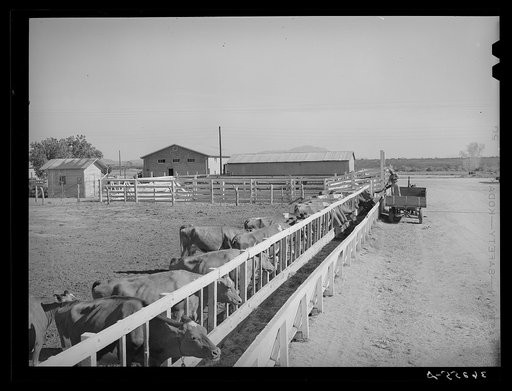 Dairy cattle at the feed troughs at Casa Grande Valley Farms. Pinal County, Arizona