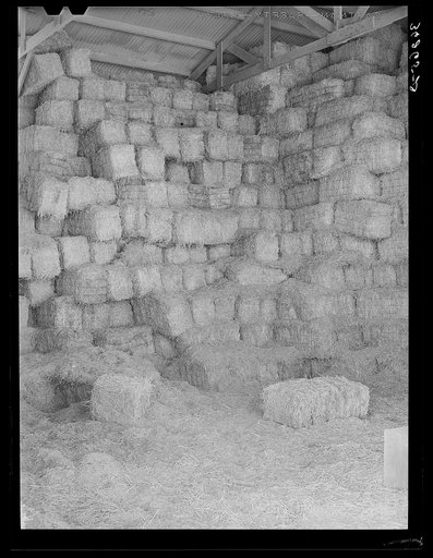 Baled hay stored for cattle feed at the Casa Grande Valley Farms. Pinal County, Arizona