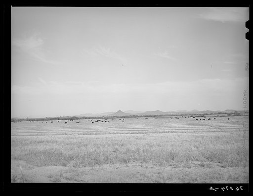 Range cattle at the Casa Grande Valley Farms. Pinal County, Arizona