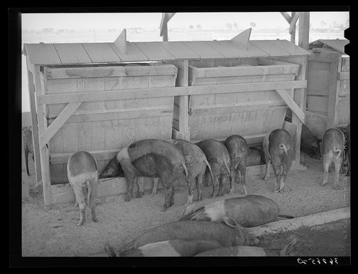 Hogs at the Casa Grande Valley Farms. Pinal County, Arizona