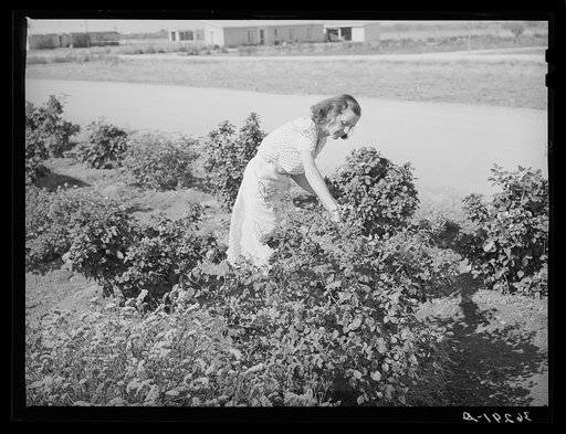 Picking roses from her flower garden at the Casa Grande Valley Farms. Pinal County, Arizona