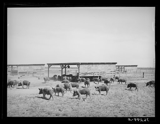 Hogs and their shelter at the Casa Grande Valley Farms. Pinal County, Arizona