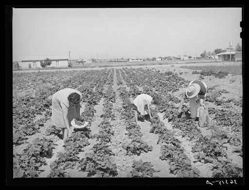 Picking vegetables in the community garden at the Casa Grande Valley Farms. Pinal County, Arizona