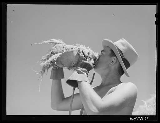 Man who is working in the hay field drinking from burlap-covered water bottle. Casa Grande Valley Farms, Arizona
