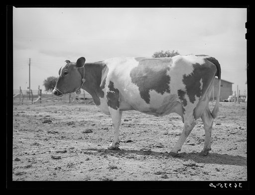 Untitled photo, possibly related to: Guernsey cow at the Casa Grande Valley Farms. Pinal County, Arizona. In 316 days she yielded 472 pounds of butterfat