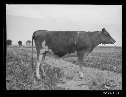 Untitled photo, possibly related to: Guernsey heifer at the Casa Grande Valley Farms. Pinal County, Arizona. Her dam on test yielded 760 pounds of butterfat in 365 days, milked about twice a day. "A great Guernsey" the herdman said