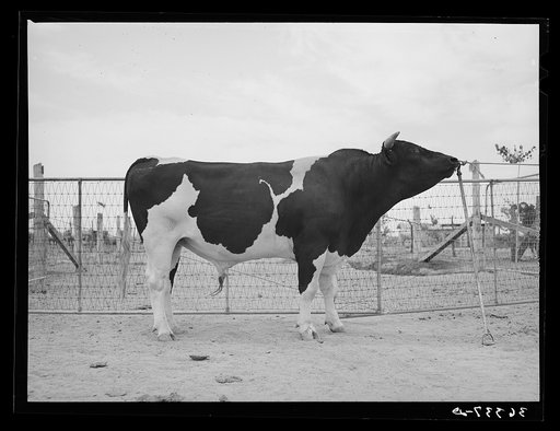 Pedigreed Holstein herd bull at the Casa Grande Valley Farms. Pinal County, Arizona