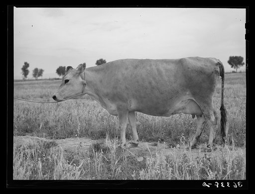 Jersey cow at the Casa Grande Valley Farms. Pinal County, Arizona. Name of the cow: Ronald's Sybil Frosty. Record: for 365 days yielded 14634 lbs. of milk. Test 4.88, butterfat 715.79 pounds