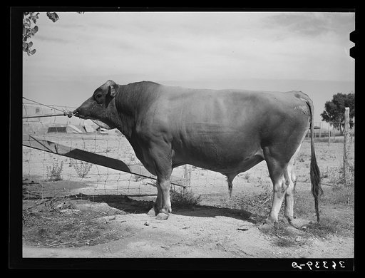 Untitled photo, possibly related to: Senator Sybil Eminent, Jersey herd bull at the Casa Grande Valley Farms. Pinal County, Arizona. His dam was state champion for yield of milk and butter fat for all classes. This bull's record as a champion herd bull was established through the milk and butterfat 