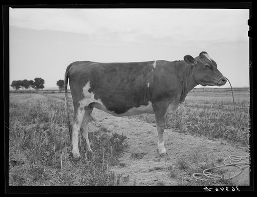 Guernsey heifer at the Casa Grande Valley Farms. Pinal County, Arizona. Her dam on test yielded 760 pounds of butterfat in 365 days, milked about twice a day. "A great Guernsey" the herdman said