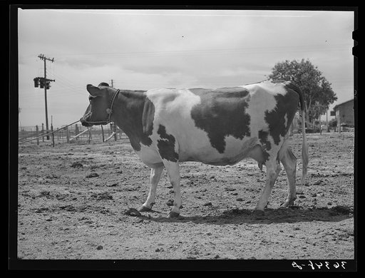 Guernsey cow at the Casa Grande Valley Farms. Pinal County, Arizona. In 316 days she yielded 472 pounds of butterfat