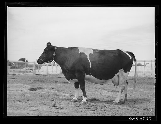 Holstein cow at Casa Grande Valley Farms. Pinal County, Arizona. She yielded 497 pounds of butterfat in 370 days. On test 77 cows of the Casa Grande Farm yielded an average of 386 pounds of butter fat in 365 days. This was the highest in the state for that many cows