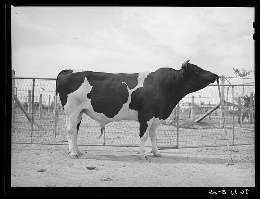 Untitled photograph, possibly related to: Pedigreed Holstein herd bull at the Casa Grande Valley Farms. Pinal County, Arizona