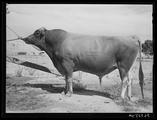 Senator Sybil Eminent, Jersey herd bull at the Casa Grande Valley Farms. Pinal County, Arizona. His dam was state champion for yield of milk and butter fat for all classes. This bull's record as a champion herd bull was established through the milk and butterfat records of ten of his daughters, nine