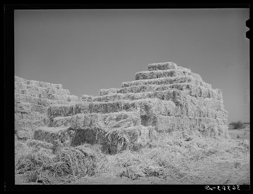 Baled hay at the Casa Grande Valley Farms. Pinal County, Arizona