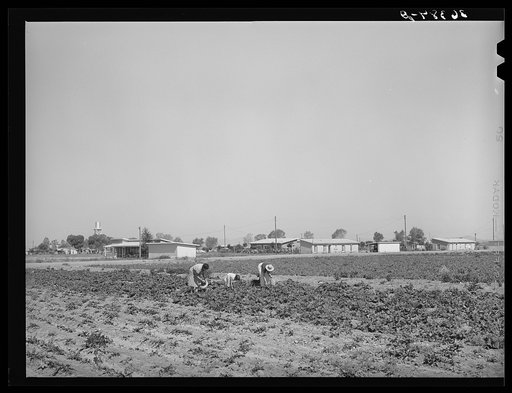 Picking vegetables in the community garden at the Casa Grande Valley Farms. Pinal County, Arizona