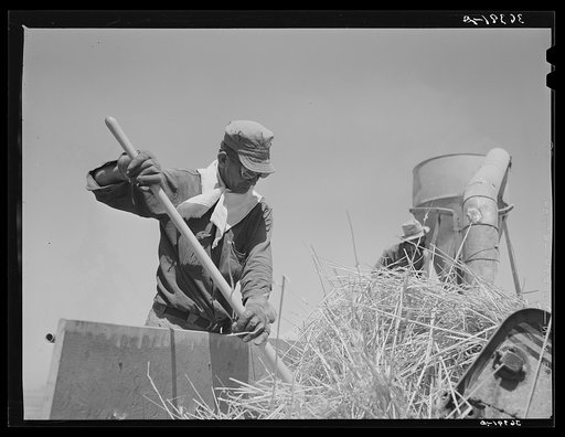 Worker at the hay chopper at the Casa Grande Valley Farms. Pinal County, Arizona