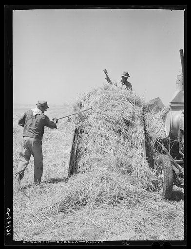 In the hay field at Casa Grande Valley Farms. Pinal County, Arizona