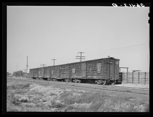 Empty cattle cars on siding at Willcox, Arizona. Ranching is extensively developed around Willcox