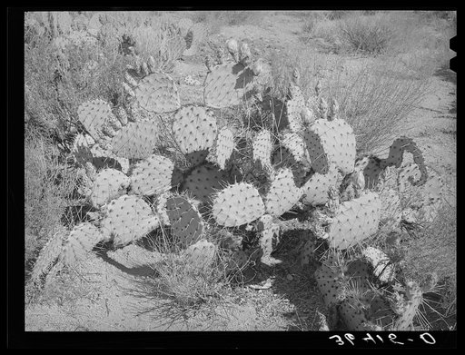 Cactus. Graham County, Arizona