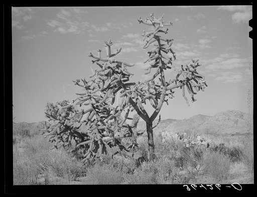 Cactus in Graham County, Arizona