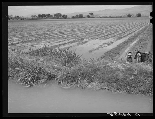 Water flowing from lateral to field. Irrigated cotton field, Solomonsville, Arizona