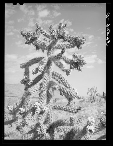 Cactus in bloom in Graham County, Arizona