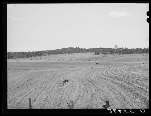 Jack Whinery plowing with burros. Pie Town, New Mexico. This is typical valley farming land in this section
