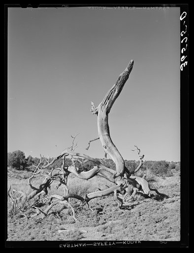 Twisted tree. Pie Town, New Mexico