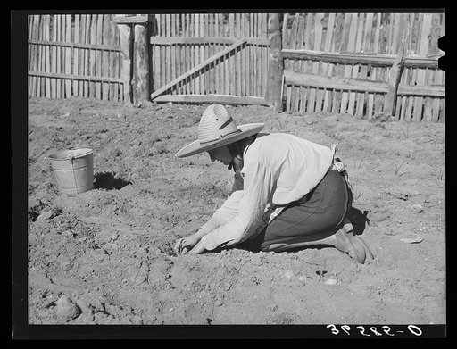 Mrs. Faro Caudill settling out cabbage plants in her garden. Pie Town, New Mexico