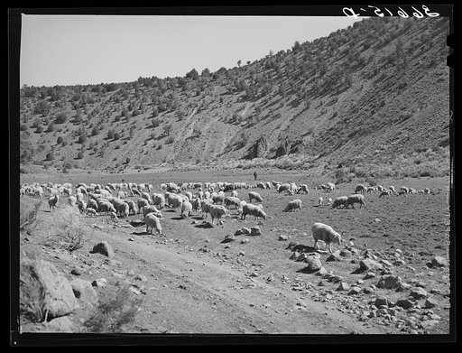 Sheep on the range. Catron County, New Mexico