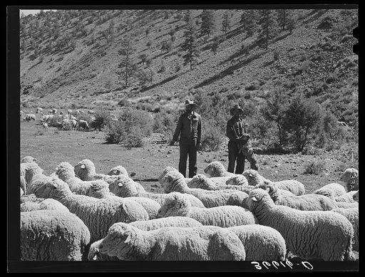 Rancher and sheep herder with their sheep. Catron County, New Mexico