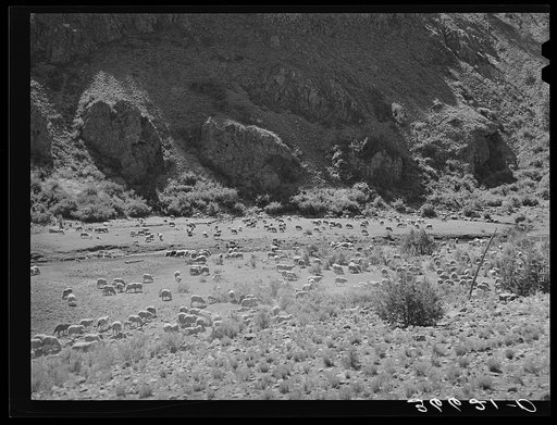 Sheep on the range. Catron County, New Mexico