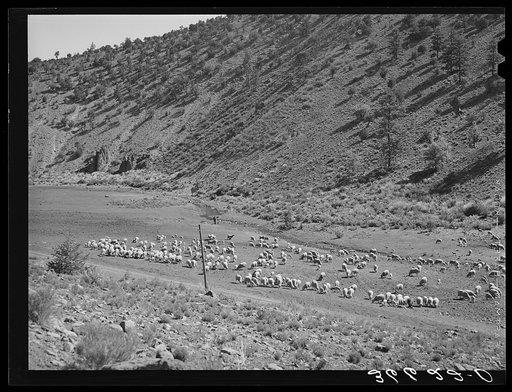 Sheep on the range. Catron County, New Mexico