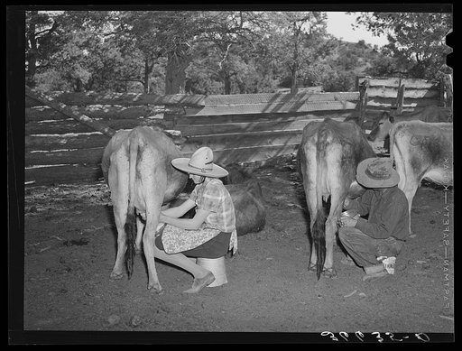 Mr. and Mrs. Caudill milking. They have six cows, two calves, and have milk for their own use and sell cream to the creamer at Magdalena